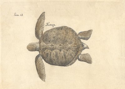 Descripción de diferentes piezas de historia natural, lámina — Antonio Parra