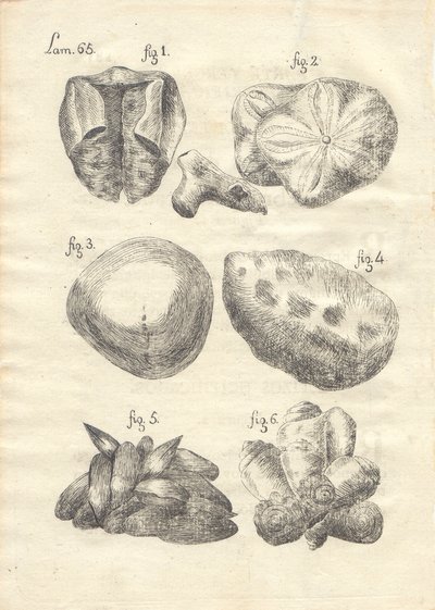 Descripción de diferentes piezas de historia natural, lámina — Antonio Parra