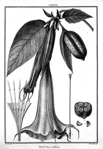Flora Peruviana et Chilensis — Datura sp — Hipólito Ruiz López y José Antonio Pavón