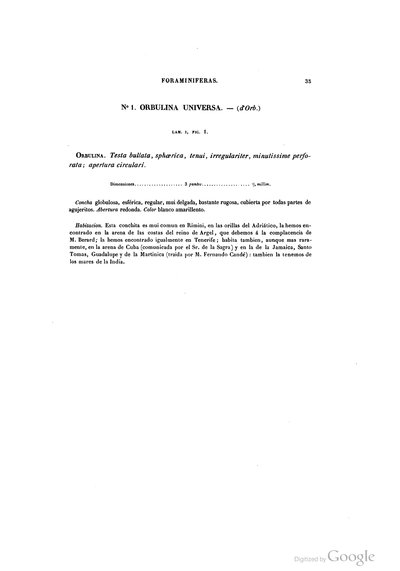 Orbulina Universa lamina fig — Ramón de la Sagra