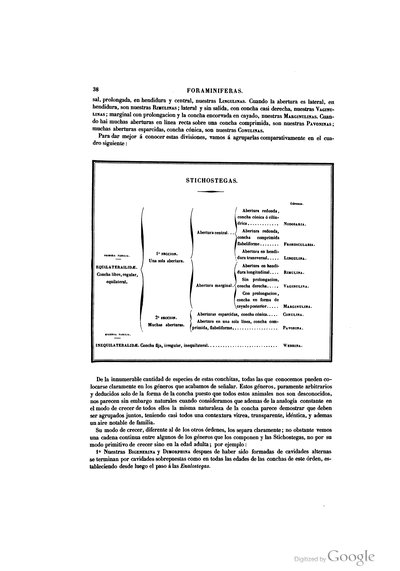 Diagrama de Foraminíferos y Esticostegados — Ramón de la Sagra