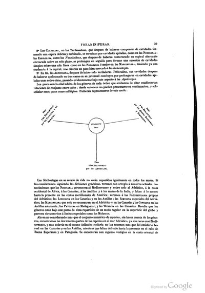 Diagrama de Foraminíferas — Ramón de la Sagra