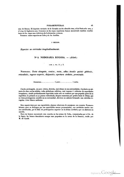 Foraminiferas. N° 2. Nodosaria Rugosa — Ramón de la Sagra