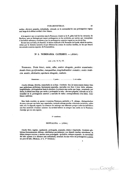Lamina de foraminiferas y dentralina — Ramón de la Sagra