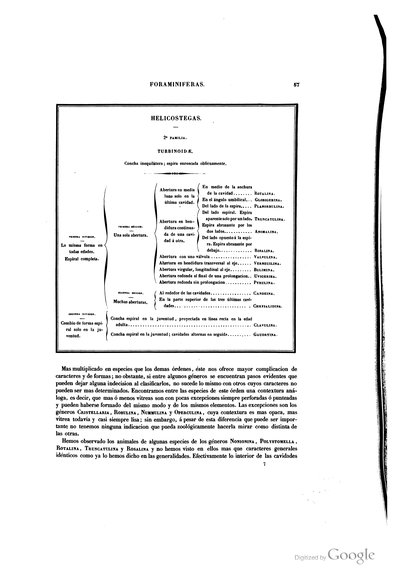 Lamina de Foraminiferas: Helicostegas — Ramón de la Sagra