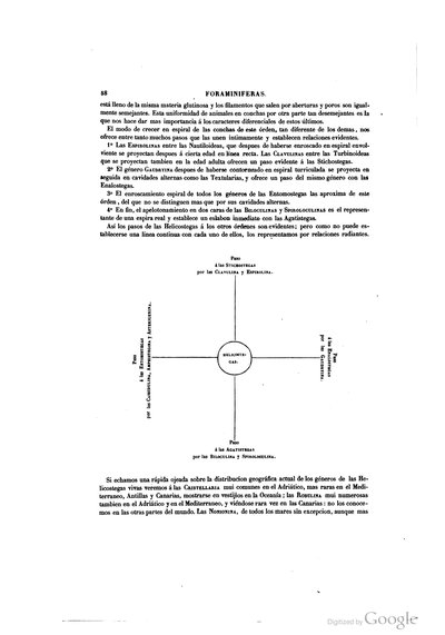 Diagrama de relaciones entre géneros de foraminíferos — Ramón de la Sagra