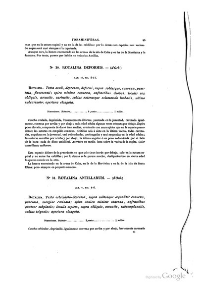 Foraminiferas Rotalina Deformis y Rotalina Antillarum — Ramón de la Sagra