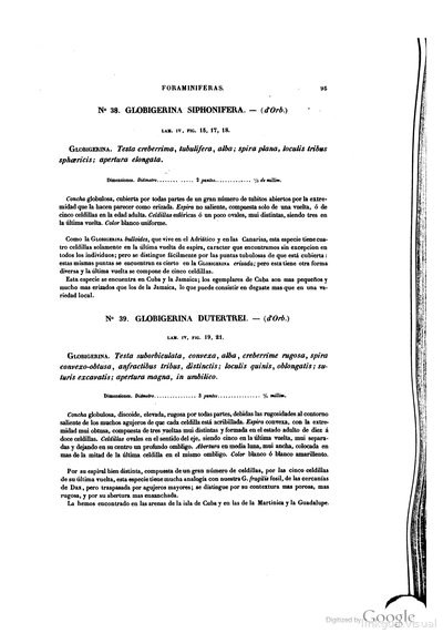 FORAMINIFERAS GLOBIGERINA SIPHONIFERA y GLOBIGERINA DUTERTRÉI