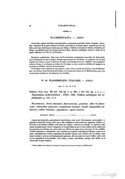 Planorbulina Vulgaris y Otras Especie de Foraminiferas — Ramón de la Sagra