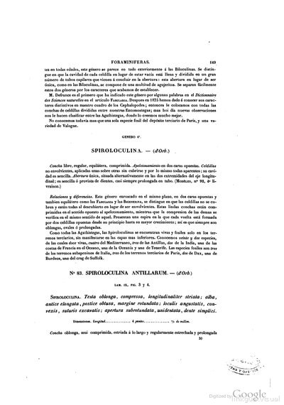 Foraminiferas spiroloculina anthillarum