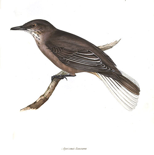 Agriornis leucurus — John Gould