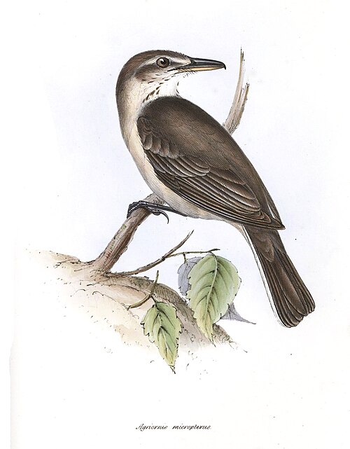 Agriornis micropterus — John Gould