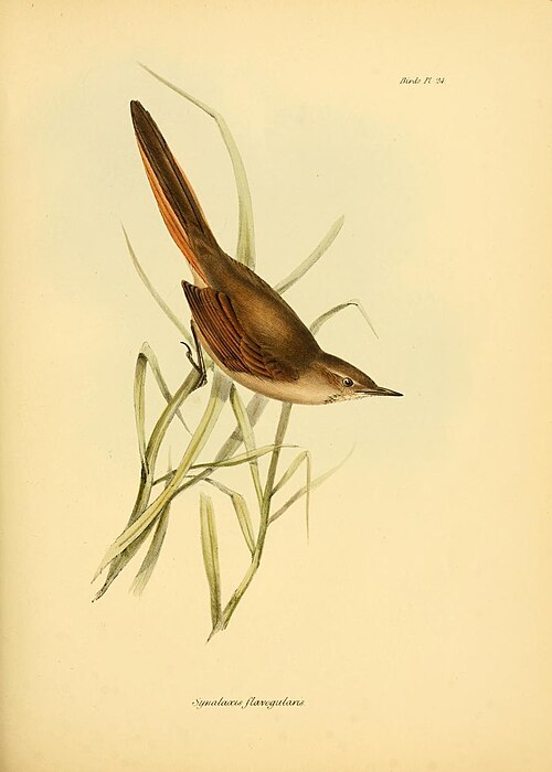 Asthenes pyrrholeuca — John Gould