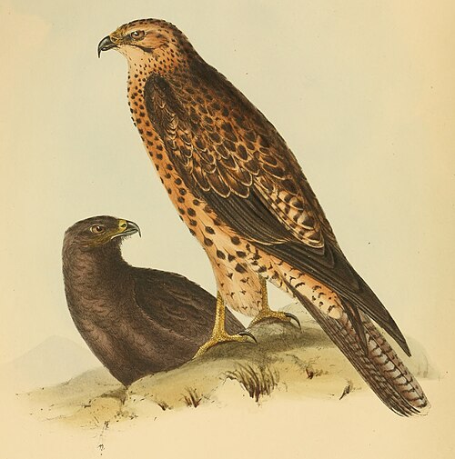 Buteo galapagoensis — John Gould
