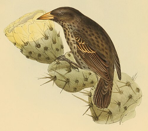 Cactornis assimilis — John Gould