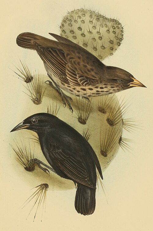 Cactornis scandens1 — John Gould