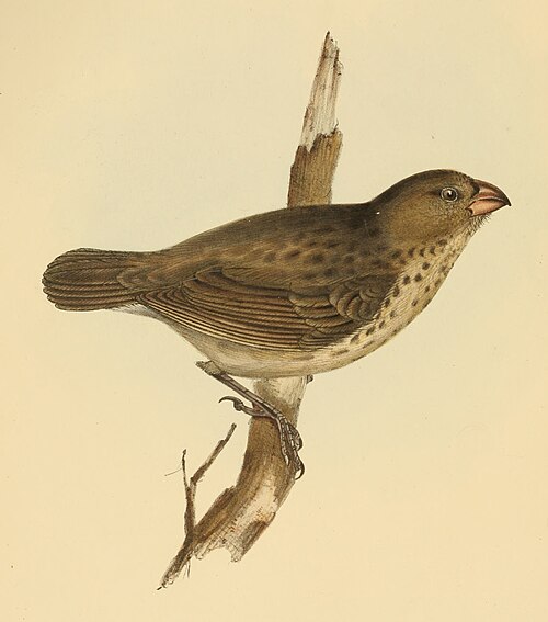 Camarhynchus crassirostris1 — John Gould