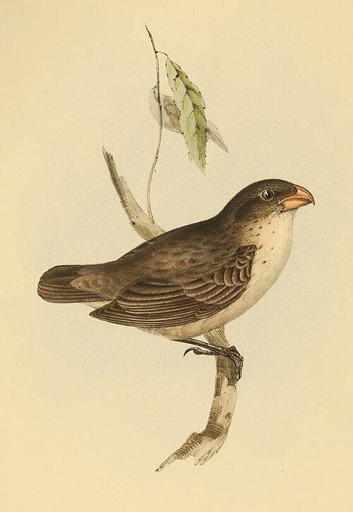 Camarhynchus psittaculus1 — John Gould