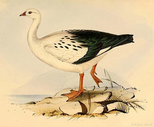 Chloephaga melanoptera