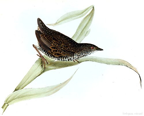 Zoología del viaje del HMS Beagle — Coturnicops notatus