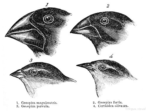 Zoología del viaje del HMS Beagle — Pinzones de Darwin por Gould