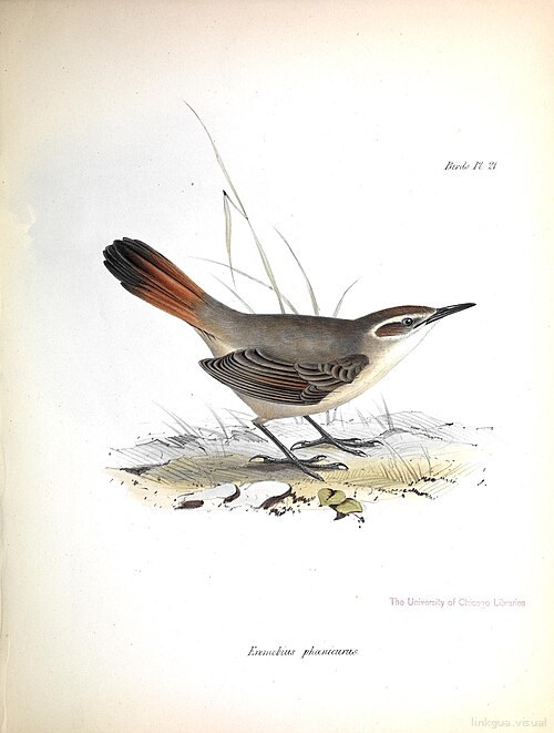 Zoología del viaje del HMS Beagle — Eremobius phoenicurus