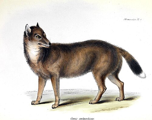 Falklandwolf Dusicyon culpaeus — George Robert Waterhouse