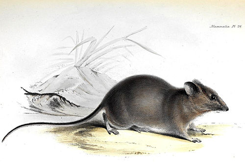 Galapagos Rice-Rat — George Robert Waterhouse