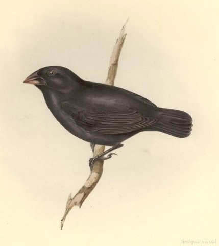 Zoología del viaje del HMS Beagle — Geospiza fortis
