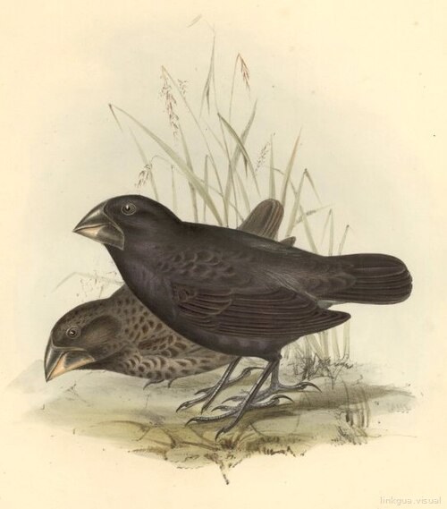 Zoología del viaje del HMS Beagle — Geospiza magnirostris