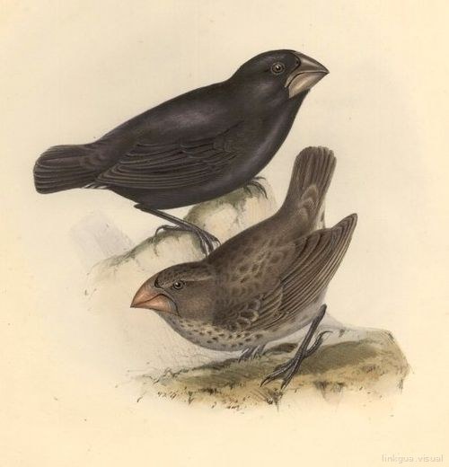 Zoología del viaje del HMS Beagle — Geospiza strenua