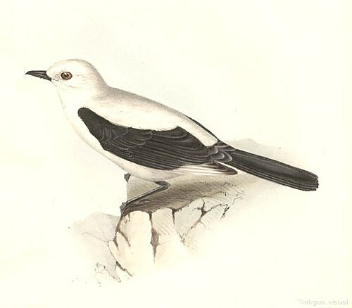 Heteroxolmis dominicana