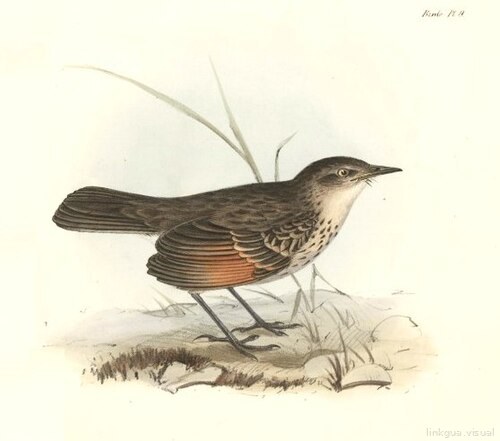 Zoología del viaje del HMS Beagle — Hymenops perspicillatus