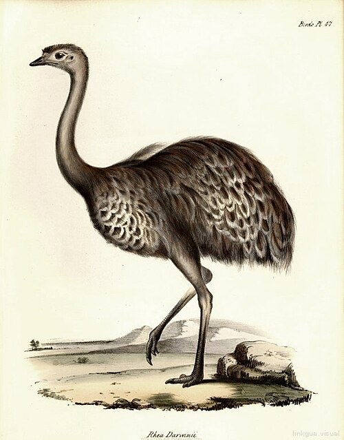 Zoología del viaje del HMS Beagle — Rhea darwinii