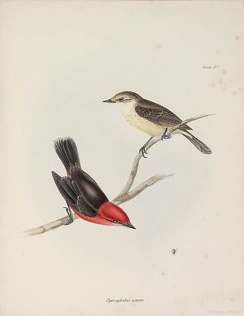 Zoología del viaje del HMS Beagle — 7: Pyrocephalus nanus