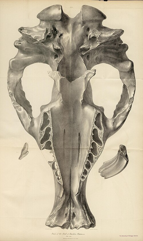 The zoology of the voyage of H.M.S. Beagle (Pl. I) (8386000517) — Richard Owen