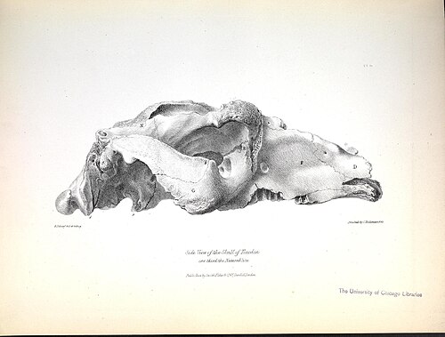 The zoology of the voyage of H.M.S. Beagle (Pl. II) (8387086556) — Richard Owen
