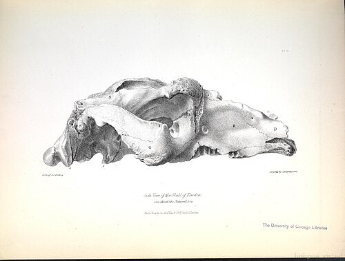 The zoology of the voyage of H.M.S. Beagle (Pl. II) BHL40299599 — Richard Owen