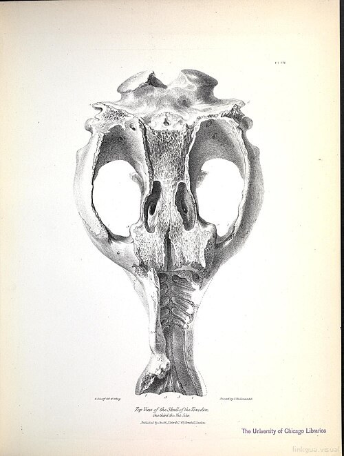 The zoology of the voyage of H.M.S. Beagle (Pl. III) (8387087114) — Richard Owen