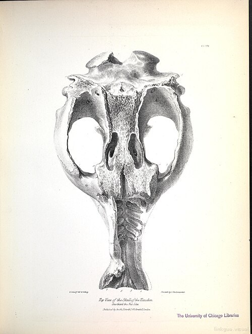 The zoology of the voyage of H.M.S. Beagle (Pl. III) BHL40299603 — Richard Owen