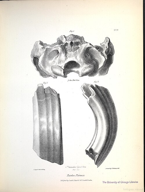 The zoology of the voyage of H.M.S. Beagle (Pl. IV) BHL40299607 — Richard Owen
