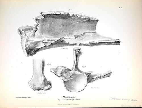 The zoology of the voyage of H.M.S. Beagle (Pl. IX) (8386004029) — Richard Owen
