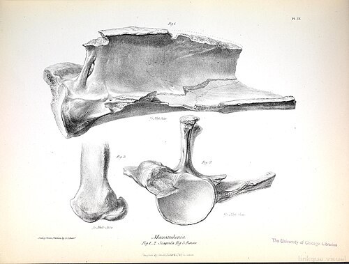 La zoología del viaje del H.M.S. Beagle (Mamíferos fósiles, Lámina IX)
