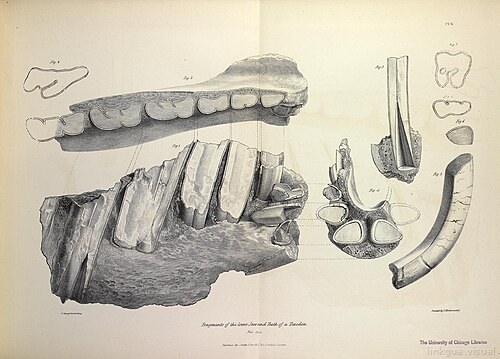 La zoología del viaje del H.M.S. Beagle (Mamíferos fósiles, Lámina V)