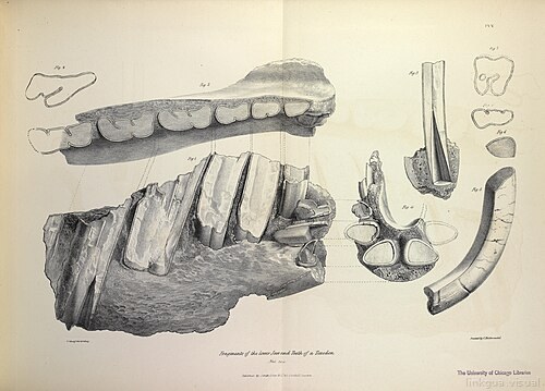 La zoología del viaje del H.M.S. Beagle (Mamíferos fósiles, Lámina V)