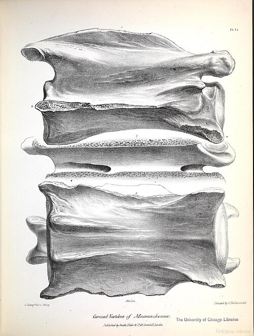 La zoología del viaje del H.M.S. Beagle (Mamíferos fósiles, Lámina VI)