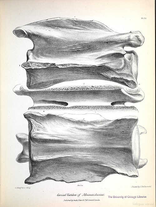 La zoología del viaje del H.M.S. Beagle (Mamíferos fósiles, Lámina VI)