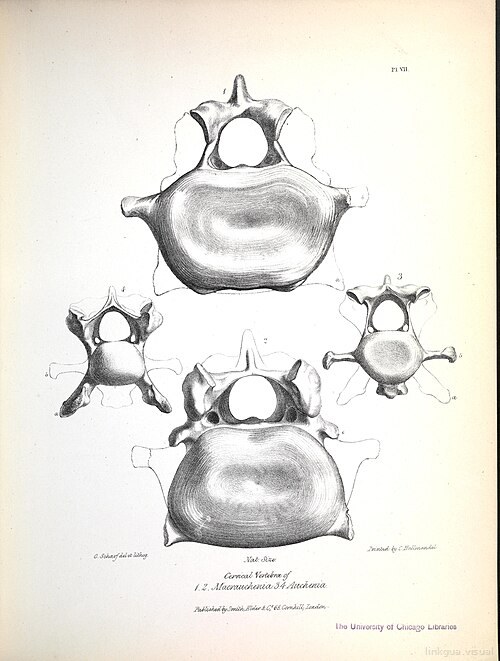 La zoología del viaje del H.M.S. Beagle (Mamíferos fósiles, Lámina VII)