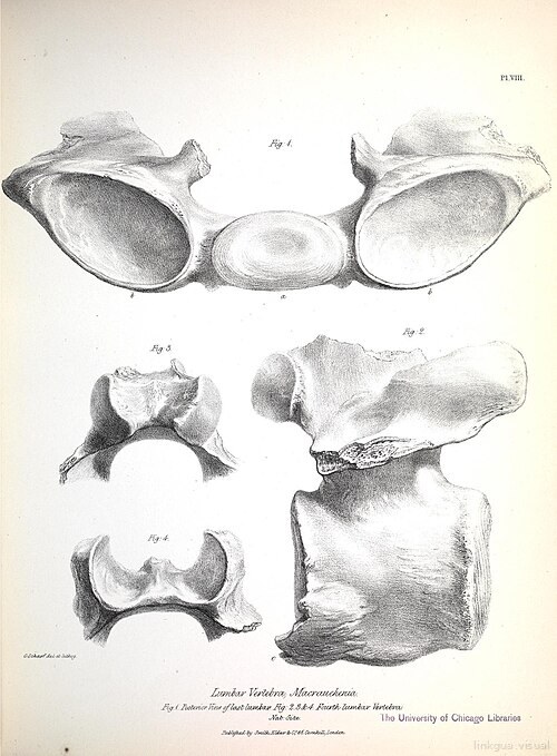 La zoología del viaje del H.M.S. Beagle (Mamíferos fósiles, Lámina VIII)