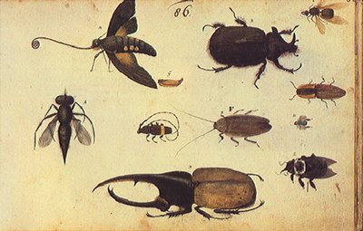 Wagner Insetos — Zacharias Wagener
